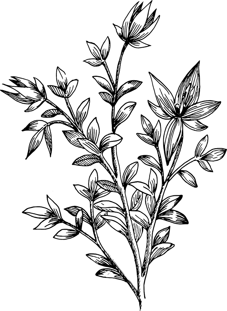flower 161651 1280 - Suzanne Thiberville, Naturopathe