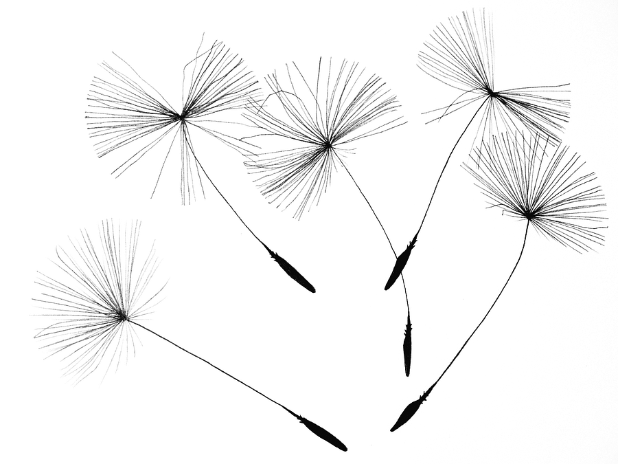 dandelion seeds 2483277 1280 - Suzanne Thiberville, Naturopathe